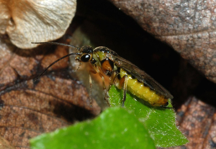 Conopidae in accoppiamento e Tenthredinidae
